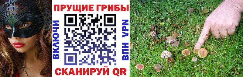 Купить  Гаджиево  Галлюциногенные грибы Psilocybine cubensis 